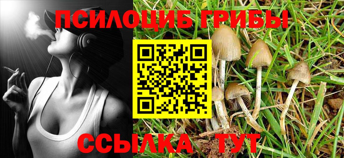 Галлюциногенные грибы Psilocybine cubensis Людиново