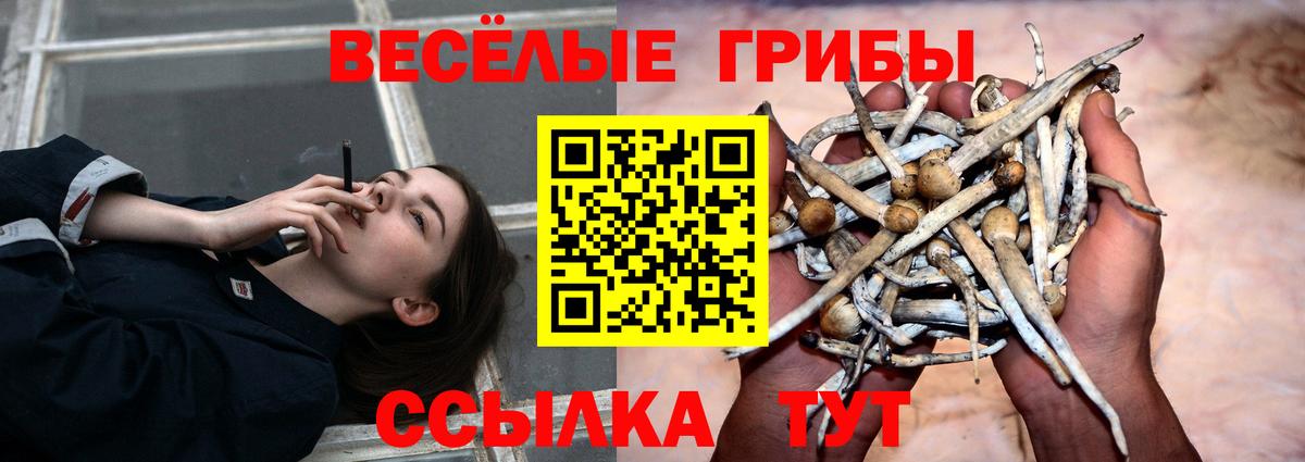 купить наркотик  Псилоцибиновые грибы Psilocybine cubensis  Людиново  Вход с VPN  Галлюциногенные грибы мицелий 